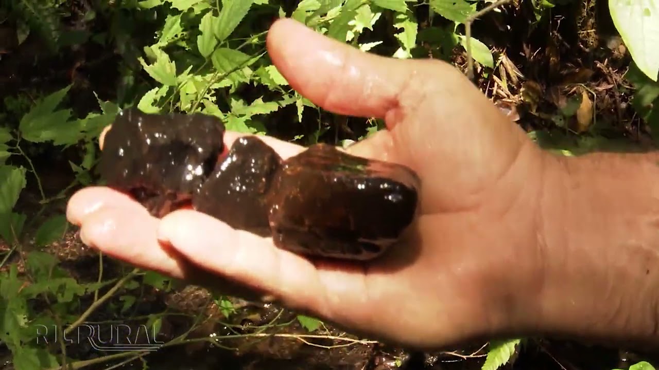 Empresário refloresta área e ajuda no surgimento de nascentes