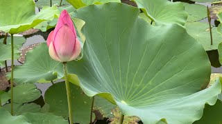 2025 7 07 荷花 台北植物園