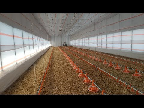 Investing In Poultry Farming[ (http://westgateintegrity.com/)]