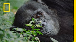 Rodzina szympansów znowu się powiększy! | Dorastanie w świecie zwierząt