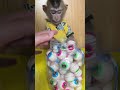 Monkey Eat Candy Eye Money Monkey Babymonkey Cute Animals Candy