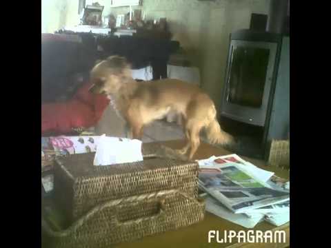 A Flipagram has been shared with you!