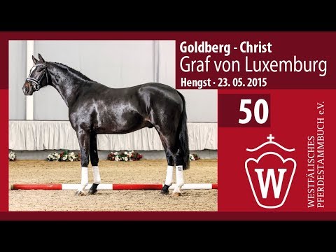 50 Graf von Luxemburg Hengst v. Goldberg - Christ