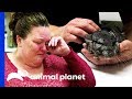 Sickly Chinchilla Leaves Owner in Tears