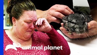 Sickly Chinchilla Leaves Owner in Tears