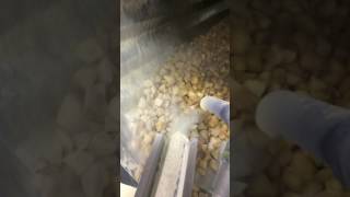 Frozen Potatoes S.A.S