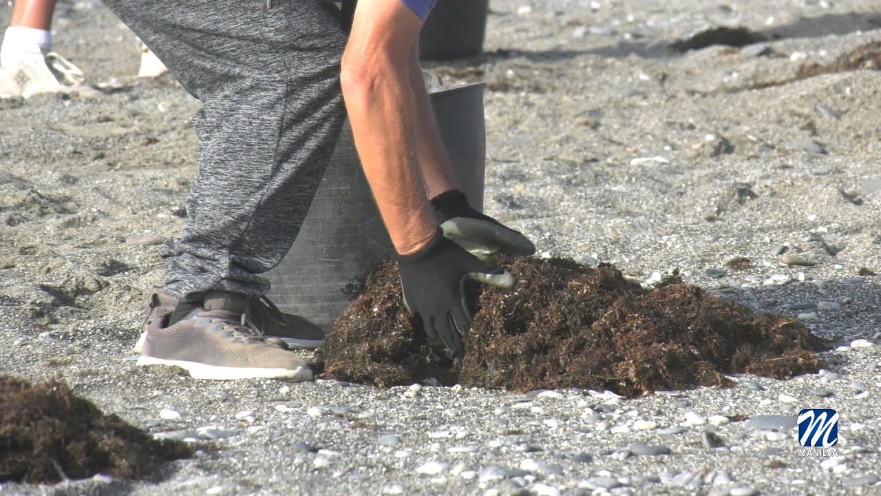 La delegación de playas sigue con la limpieza intensiva de algas