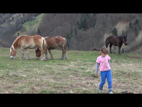 Caii lui Bexa Daniel de la Ciuruleasa, Alba - 2021 Nou!!!