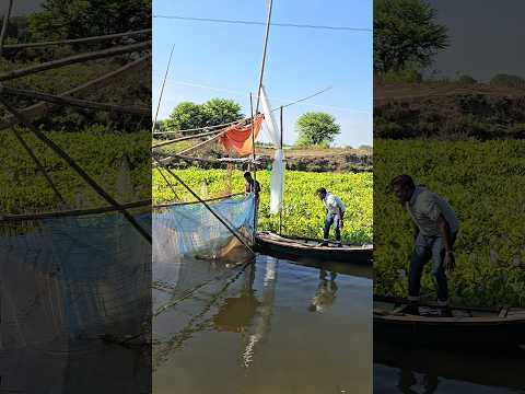 অনেক বড় একটা শৈল মাছ ধ'
