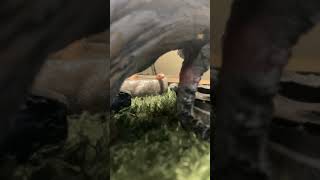 Kingsnake Reptiles Videos