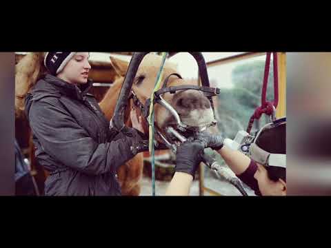 Pferdezahnarzt, zahnbehandlung beim Pferd ein kleiner Einblick