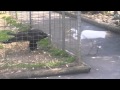 Caged Eagle catches Crane