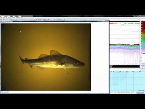 Deep Vision - LSSS acoustic integration