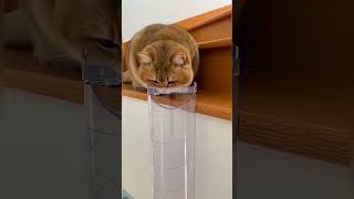 Flexible cat