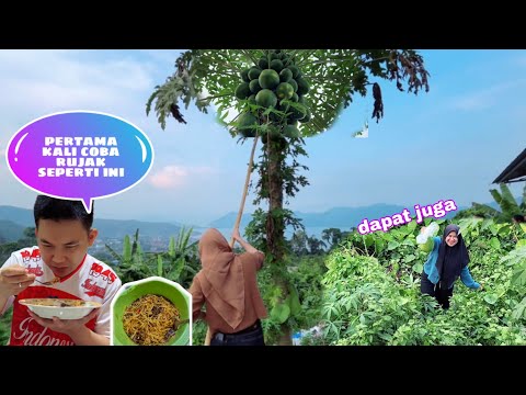 PICK UNRIVAL PAPAYA FRUIT, WE MAKE BROWN SUGAR PAPAYA RUJAK