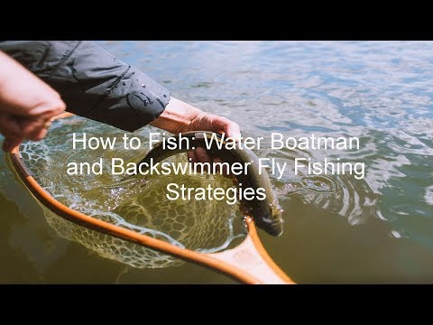 How to Fish: Water Boatman and Backswimmer Fly Fishing Strategies | GoFishBC