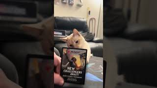 Magic: The Gathering Kitty of Destruction is your next opponent? We play MTG LIVE Daily!! #mtg