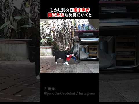 おもちゃを拾ってくる理由