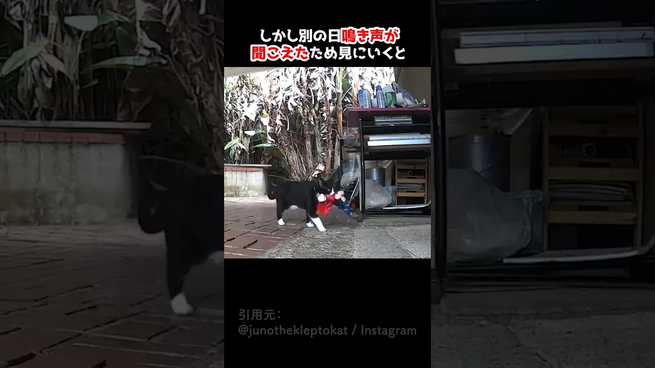 おもちゃを拾ってくる理由