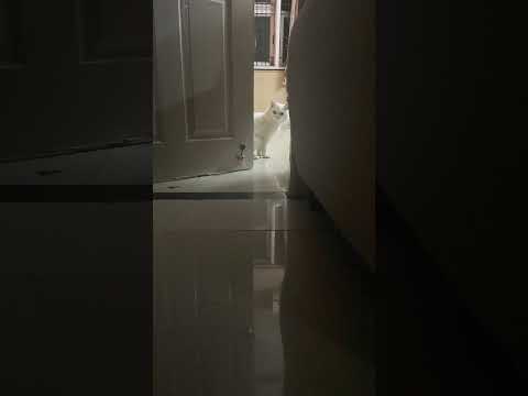 Shiro 💕 #catlover #catshorts #catvideos