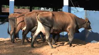 Vídeo 16 - 1ª ETAPA MEGA LIQUIDAÇÃO TOTAL AGROPECUÁRIA MARAJOARA - DIA 4 | GADO GIROLANDO E HOLANDÊS
