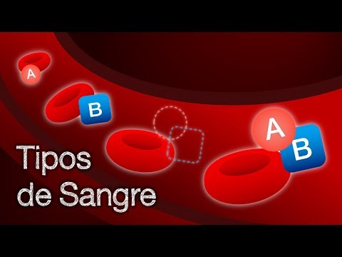 Tipos de Sangre | ¿Qué son y cómo funcionan?