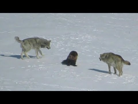 Une meute de loups a encerclé un glouton, et voici ce qui s'est passé ensuite...