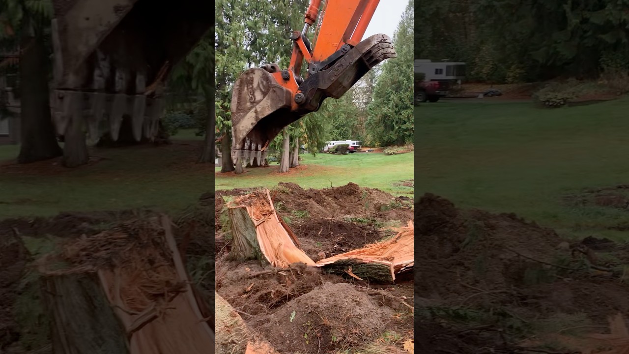EXCAVATOR REMOVING TREE STUMP EASY!!