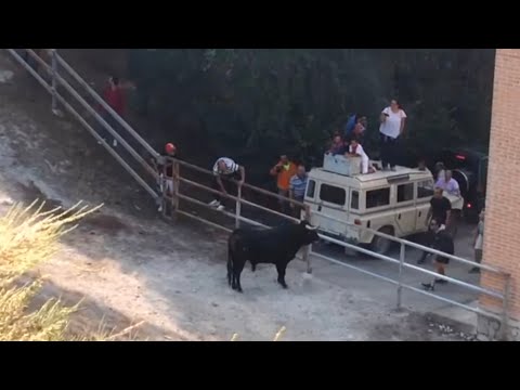Portillo (Valladolid) - 2017 Toro rompe la valla y cogida encierro día 11 septiembre