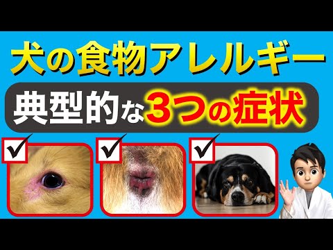 犬の食物アレルギー:症状と治療法