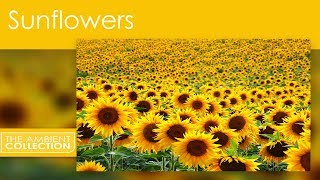 Sunflowers From The Flowers DVD Flowers Of Provence