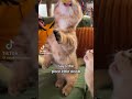 Doobert And Scoobert Catmeme Katten Kitten Catphoto Kitte Catlover Kittten Funny