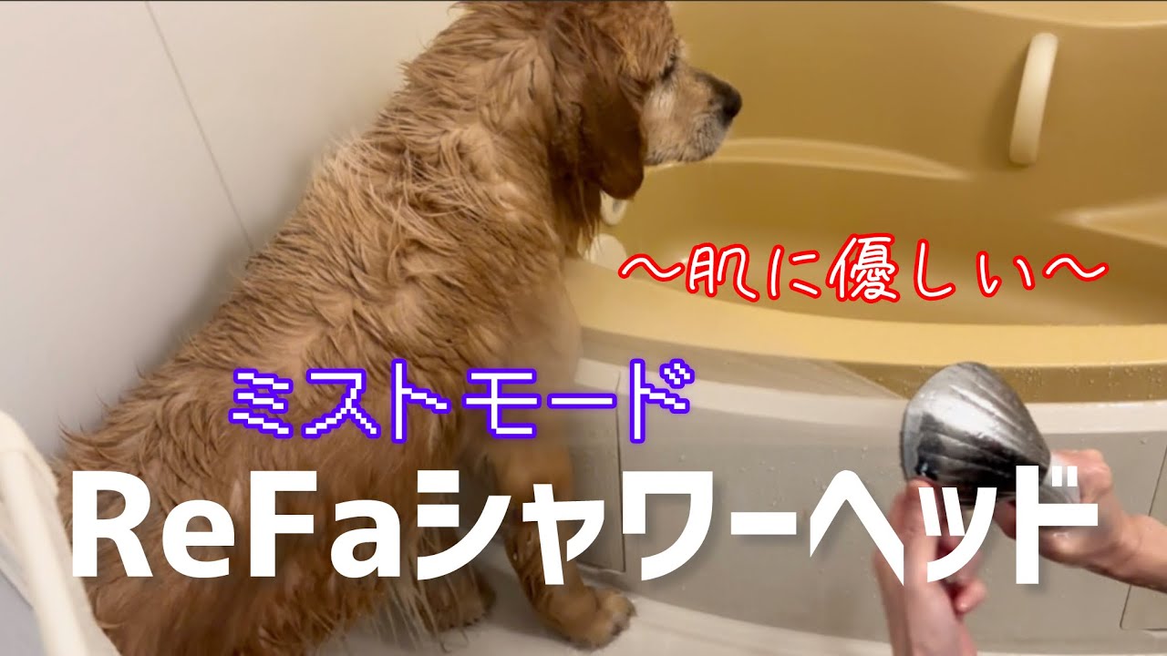 雪解けシーズンは手軽にお家シャンプーを‼️ゴールデンレトリバー烈