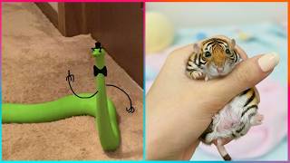 Funniest Animal Moments & Creative Pet Ideas That Will Make Your Day
