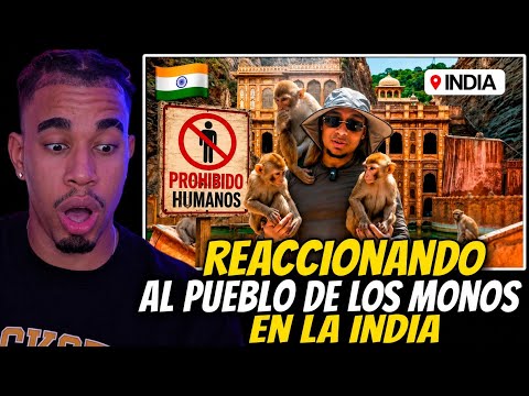 RDjavi: REACIONANDO A  ENCONTRÉ EL PUEBLO DONDE LOSMONOS SON LOS DUEÑOS DE TODO @CapricornioTV 