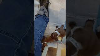 Video preview image #1 Chihuahua Puppy For Sale in Rutherfordton, NC, USA