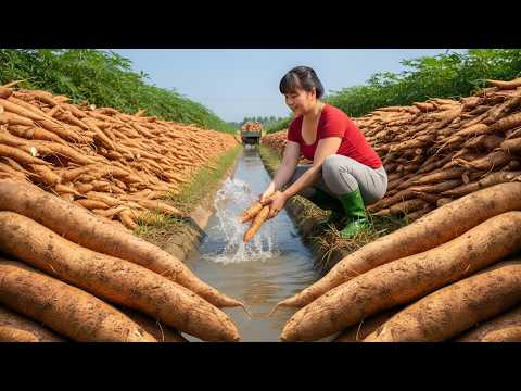 TIMELAPSE – Harvesting Tons of Cassava by the Stream  Go to Countryside Market to Sell