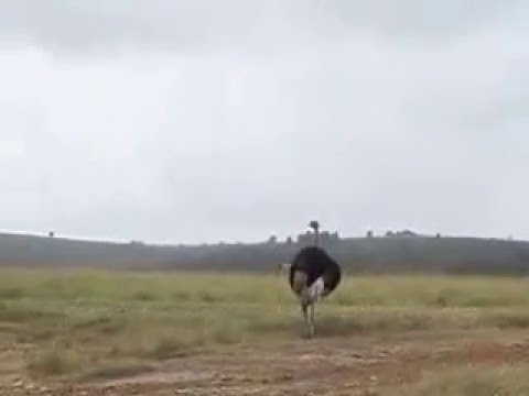 Plett Game Reserve Game Drive Part 2