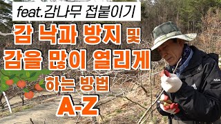 [감 이야기] 양재갑 Chapter3 감나무에 감을 많이 달고 싶으신가요? 이거 하나면 됩니다. feat. …