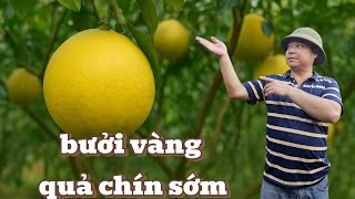 Causes of Cat Que Grapefruit Having Yellow Fruit, Ripening Early & Effective Remedies