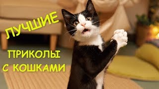 Лучшие приколы с котами и кошками #1 | Подборка смешных видео с животными | Funny Cats.