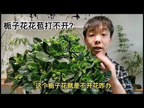 梔子花 花苞不開