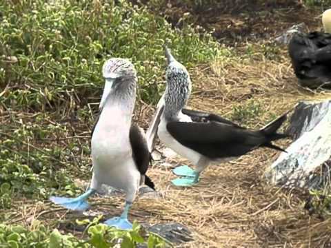IUCN分類における絶滅の危険性を示す図。