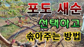 [텃밭농부.1,001]  포도나무의 새순을 선택하고 제거하는 방법 #포도재배