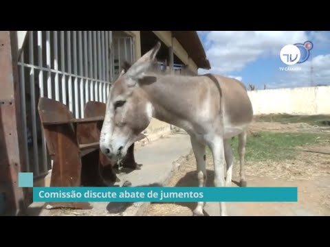 Comissão discute abate de jumentos - 04/12/19