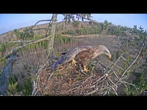 2016 04 16 18h40m  strange eagle jumped in the nest