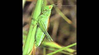 Moby - Go (The Brent Remix)