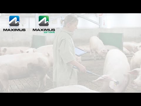 MAXIMUS Software | Mobile App - Schwein