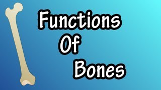 Functions Of Bones In The Body