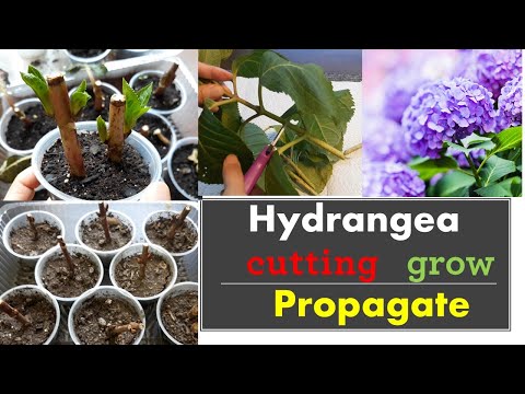, title : 'How to propagate hydrangeas from cuttings:: Grow::'